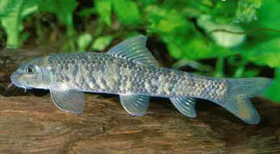 Garra rufa